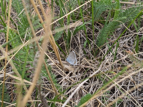 Short-tailed Blue
