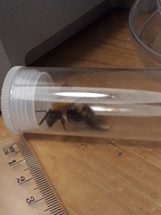 Bombus humilis