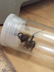 Bombus humilis
