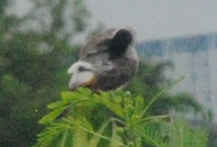 Pycnonotus aurigaster