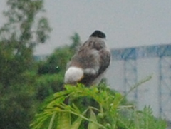 Pycnonotus aurigaster