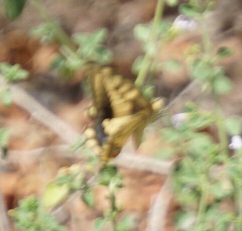Old World Swallowtail