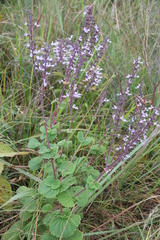 Ocimum labiatum