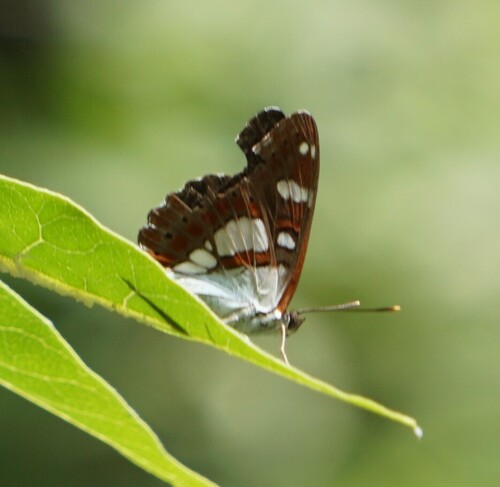 Southern White Admiral