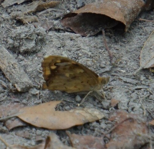 Speckled Wood