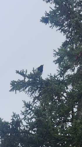 Black-billed Magpie
