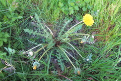 Taraxacum bellum
