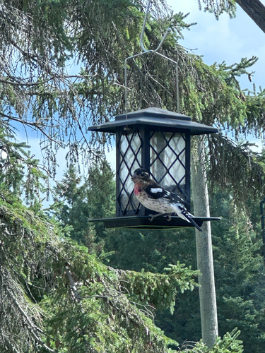 Rose-breasted Grosbeak