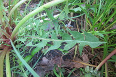 Taraxacum bellum