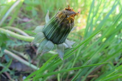 Taraxacum bellum