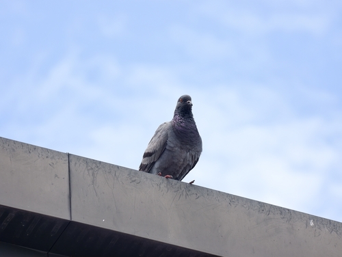 Feral Pigeon