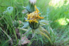Taraxacum bellum