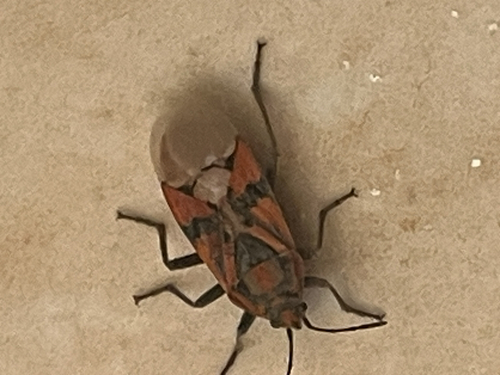 Indian Milkweed Bug