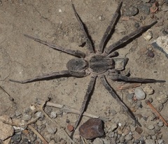 Portacosa cinerea