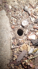 Portacosa cinerea