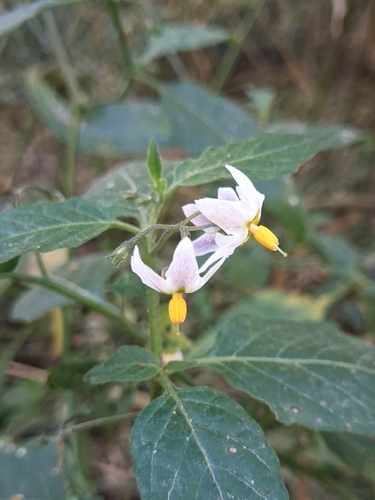 Solanum furcatum, photograph 2