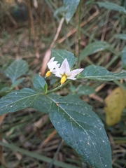 (c) Álvaro Ibaceta R., some rights reserved (CC BY) Solanum furcatum, photograph (c) Álvaro Ibaceta R., some rights reserved (CC BY)