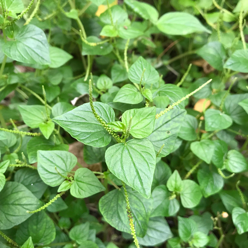 Pepper elder