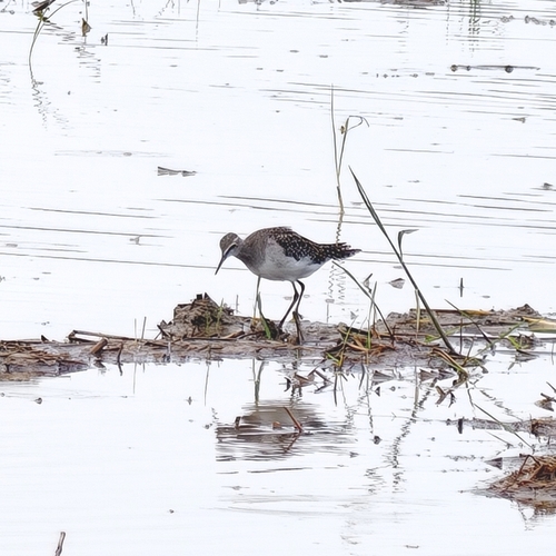 Wood Sandpiper