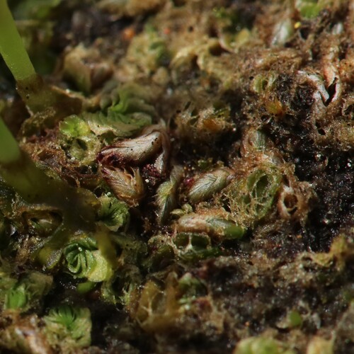 Gongylanthus scariosus