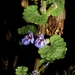 Glechoma hederacea - Photo (c) eugenezakharov,  זכויות יוצרים חלקיות (CC BY-NC), הועלה על ידי eugenezakharov