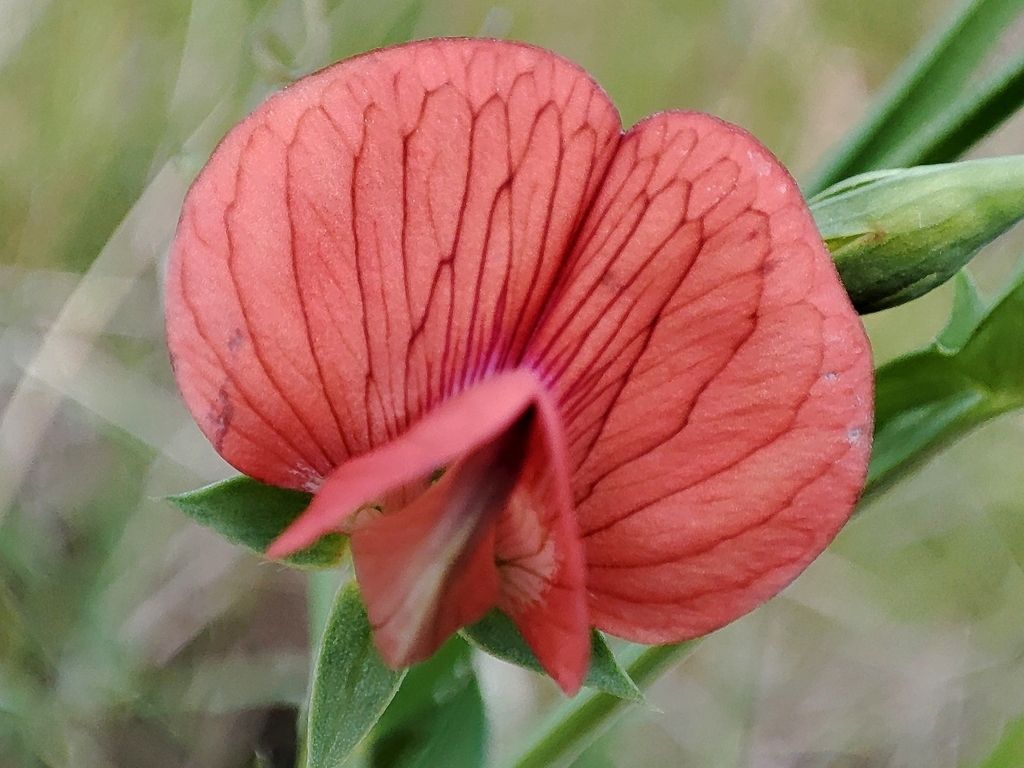 Lathyrus cicera; photograph author not stated, no rights reserved