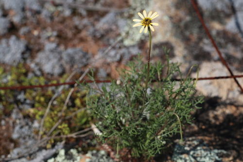 Star of the Veldt