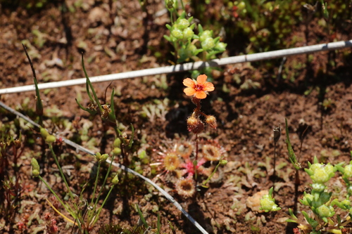 Pimpernel sundew