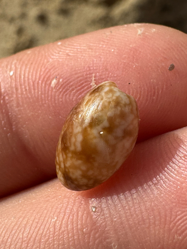 Bulla vernicosa observed 2026-09-01
