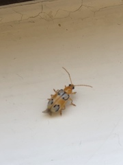 Diabrotica litterata