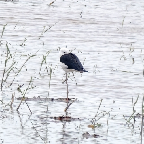 Black-winged Stilt