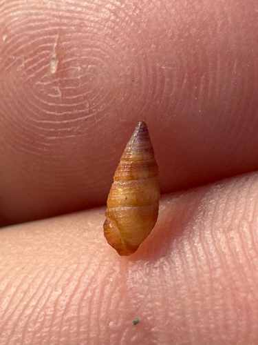 Cerithium zebrum observed 2026-09-01