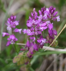 Polygala comosa