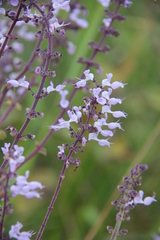 Ocimum labiatum