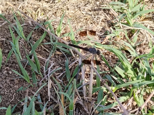 Northern Banded Groundling