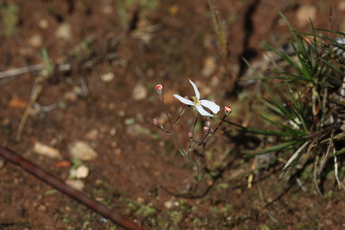 Stylidium petiolare