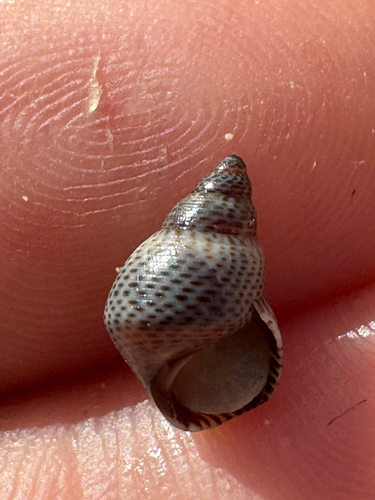Littorina pintado observed 2026-09-01