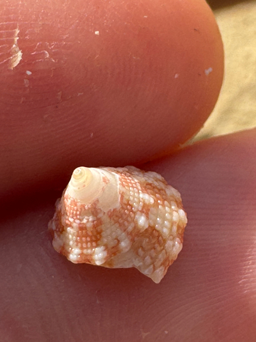 Trochus intextus observed 2026-09-01