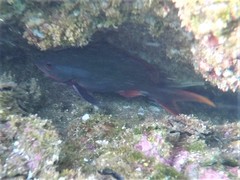 Cephalopholis colonus