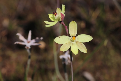 lemon-scented sun orchid