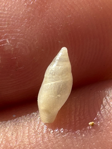 Mitrella rorida, 2026-09-01