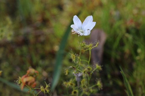 Drosera heterophylla