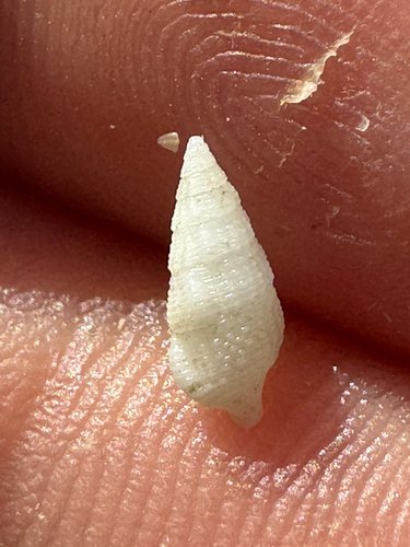 Cerithium zebrum observed 2026-09-01