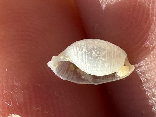 Atys semistriatus observed 2026-09-01