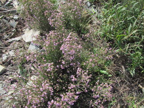 Erica australis, photograph 3