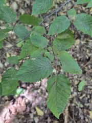 Carpinus orientalis, photograph (c) Сергей Голубев, some rights reserved (CC BY)