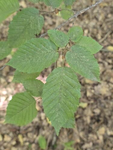 Carpinus orientalis, photograph 5