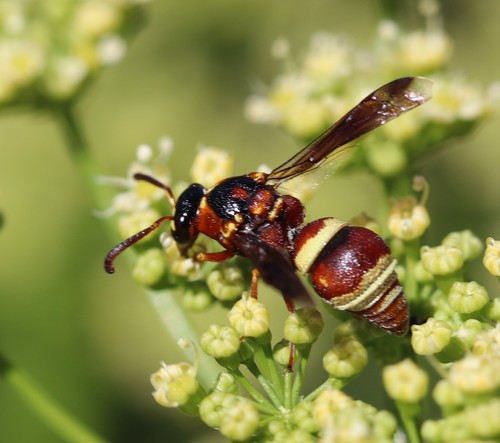 Stenodynerus percampanulatus · iNaturalist