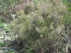 Erica australis, photograph (c) zebedeugalinha, some rights reserved (CC BY)