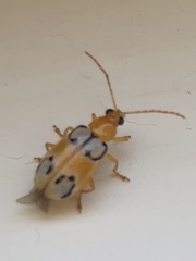 Diabrotica litterata